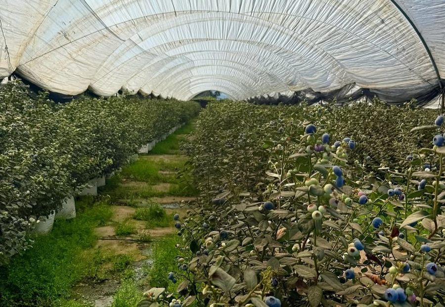 Cultivo protegido en producción