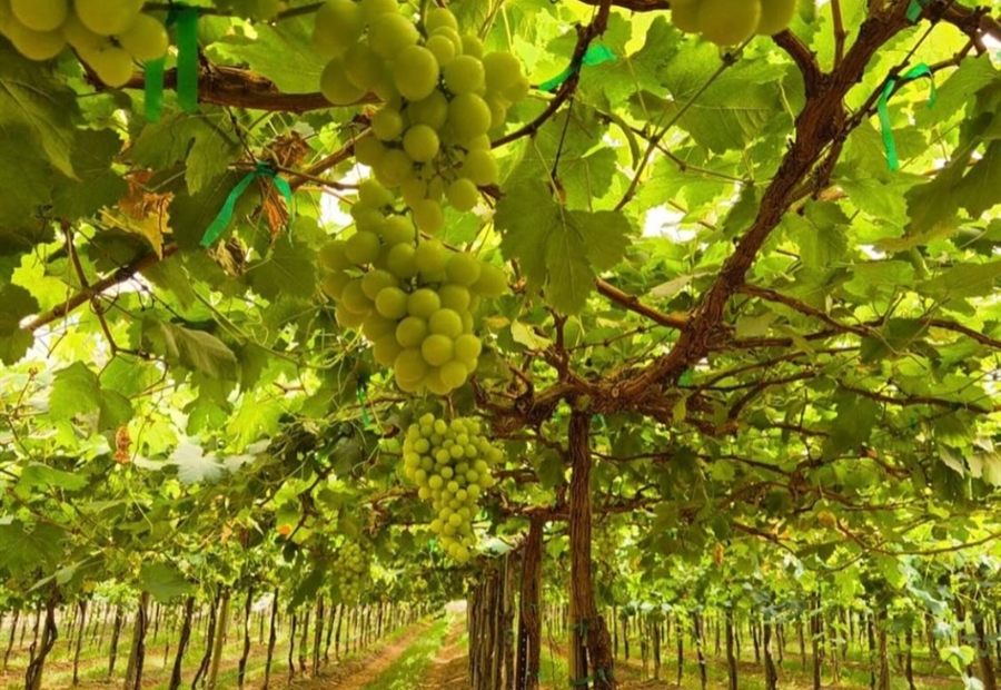 Uvas en vid antes de selección