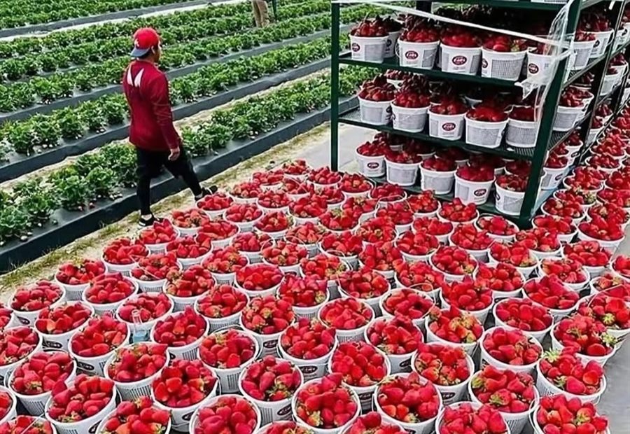 Cosecha y empaque de fruta en campo