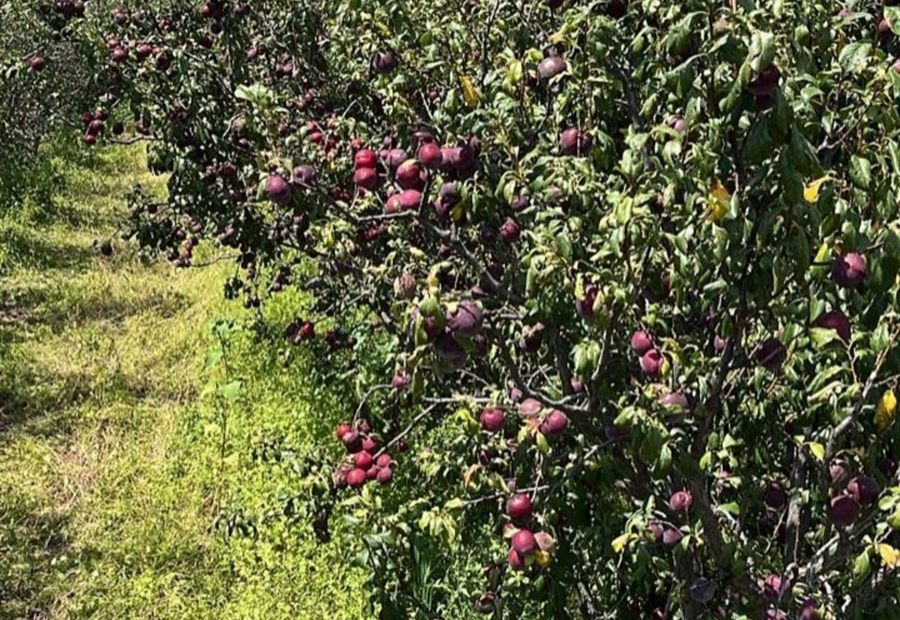 Huerto frutal con producto en árbol