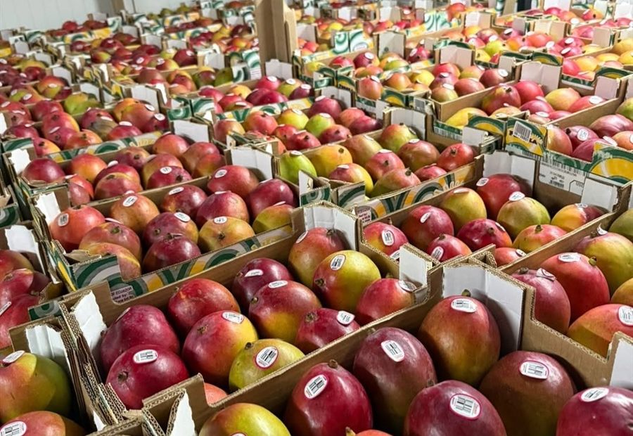Cajas de mango en bodega, volumen comercial